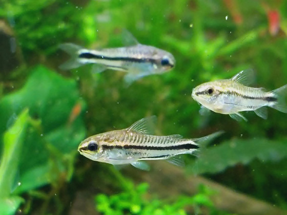 Corydoras pygmaeus