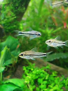 Corydoras pygmaeus (1 foto / 2)