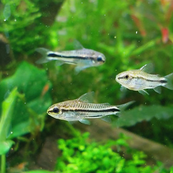 Corydoras pygmaeus