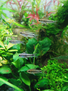 Corydoras pygmaeus (2 foto / 2)