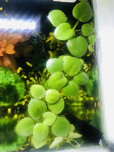 Akvaariumi taimed.Pinnataimed..Hemianthus. (5 foto / 9)