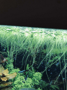 Akvaariumi taimed.Pinnataimed..Hemianthus. (9 foto / 9)