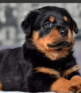 ROTTWEILERI kutsikad – isased tõutunnistusega (1 foto / 3)