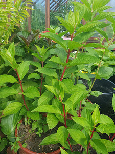 Hortensia istikud (4 foto / 7)