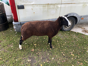 Lambad Zwartbles (2 foto / 5)