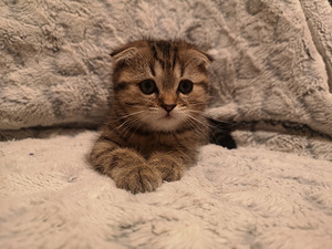 Scottish fold (4 фото из 5)