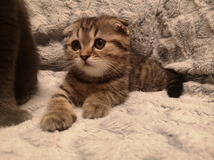 Scottish fold (5 фото из 5)