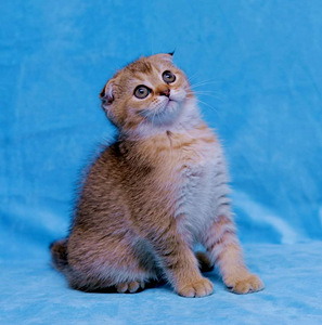 Продам котят scottish stright fold (3 фото из 4)