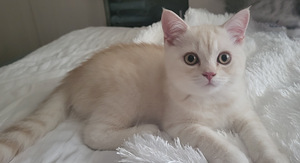 Британский котенок (2 фото из 3)