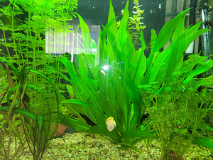 Limnophila sessiliflora (1 foto / 1)