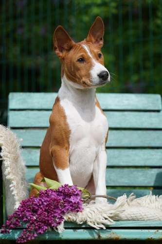 Basenji kutsikad