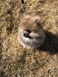 Pommeri kutsikas mees, spitz (2 foto / 4)