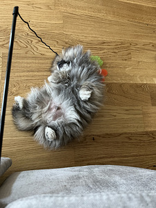 Pommeri kutsikas mees, spitz (3 foto / 4)