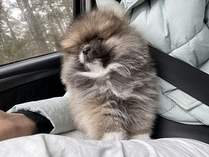 Pommeri kutsikas mees, spitz (4 foto / 4)