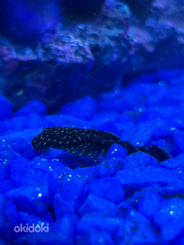 Ancistrus