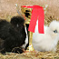Шелковистые цыплята американского типа. (фото #5)