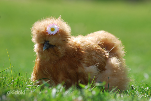 Шелковистые цыплята американского типа. (фото #7)