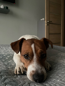 Jack Russell terjeri paaritus (1 foto / 4)
