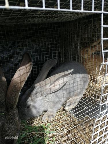 Фламандские кролики-самцы (фото #2)
