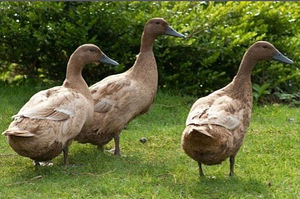 Khaki Campbell emapardid. (1 foto / 1)