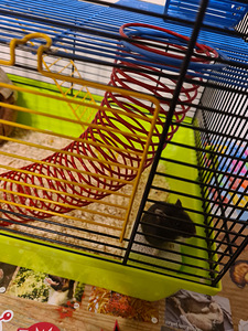 Djungaria hamster (1 foto / 1)