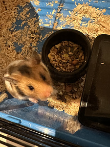 Hamster TASUTA puuriga (2 foto / 2)