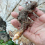 Клетчатка лаврового корневища лилии, 1шт (фото #3)