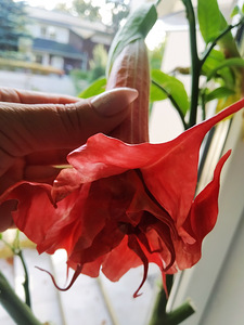 Inglitrompet / Brugmansia istikud (5 foto / 9)