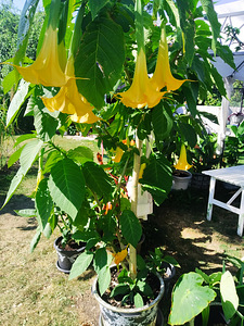 Inglitrompet / brugmansia istikud erinevad (1 foto / 8)