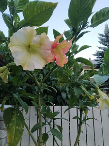 Inglitrompet / brugmansia istikud erinevad (4 foto / 8)