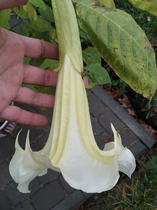Inglitrompet / brugmansia istikud erinevad (7 foto / 8)