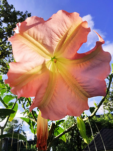 Inglitrompet / brugmansia istikud erinevad (5 foto / 8)