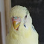 Волнистые попугаи (фото #2)