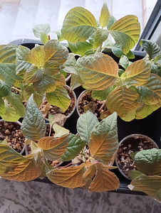 Редкий Deppea Splendens (2 фото из 6)