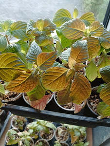Редкий Deppea Splendens (4 фото из 6)