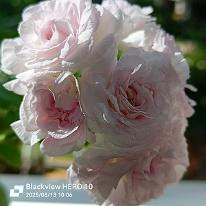 Pelargoon Milfield rose, 1 tk (1 foto / 7)