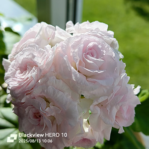 Pelargoon Milfield rose, 1 tk (5 foto / 7)