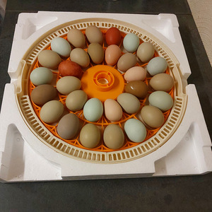 Инкубатор (1 фото из 3)
