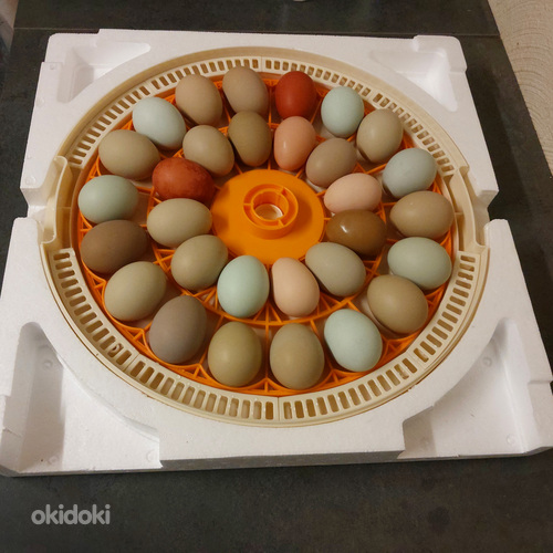 Инкубатор
