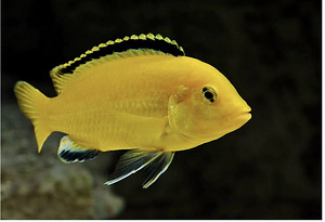 Labidochromis yellow (1 foto / 2)