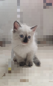 Тайская кошечка (2 фото из 2)