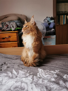 Maine Coon ootab pruuti külla. (4 foto / 10)