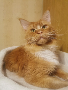 Maine Coon ootab pruuti külla. (7 foto / 10)