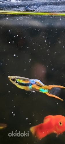 Endler guppi
