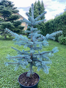 Torkav kuusk. Blue Spruce