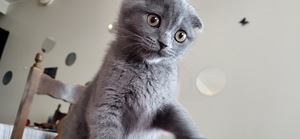 Scottish fold imeline tüdruk 1,5 kuud (2 foto / 7)