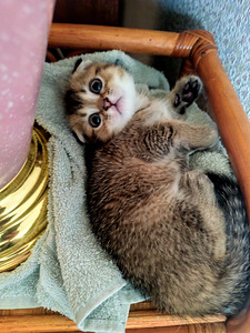 Scottish Fold shinshilla s.21.08.25 tüdruk (7 foto / 8)