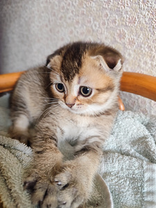 Scottish Fold shinshilla s.21.08.25 tüdruk (4 foto / 8)