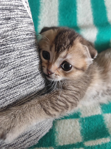 Scottish Fold shinshilla s.21.08.25 tüdruk (8 foto / 8)