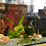 Akvaarium 25L kalade ja taimetega (foto #1)